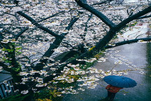 Man with umbrella walking under cherry blossoms along Meguro River