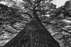 Sacred camphor tree