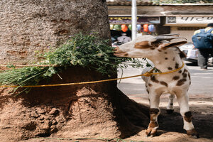 Goat grazing deliciously