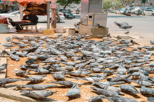 Pigeons gathered on the sidewalk