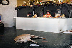 Dog sleeping in front of the altar