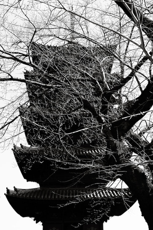 Five-story pagoda of Ikegami Honmon-ji Temple