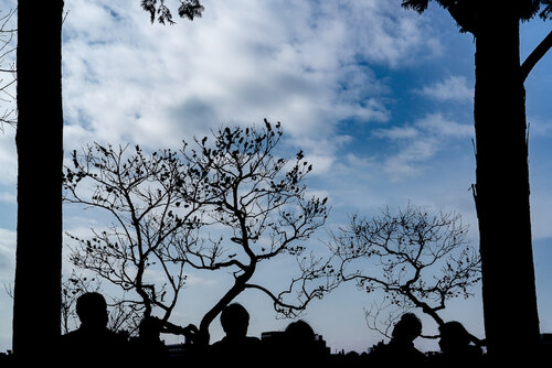 Silhouettes of people looking at plum blossoms at Ikegami Plum Garden