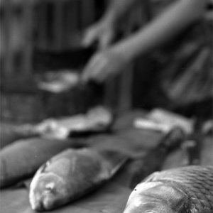 Fishes sold in morning market in Luang Prabang