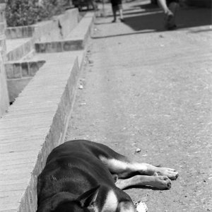 道端で寝る犬
