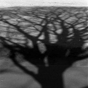 Shadow of tall tree stretching on lawn