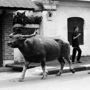 Man awalking with big buffalo