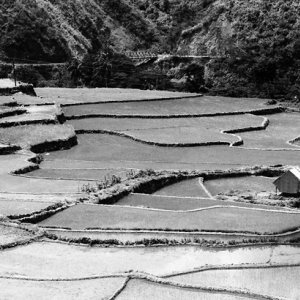 Rice terrace in Tinglayen