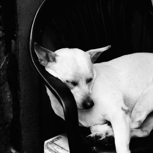 プラスチックの椅子の上で寝る犬