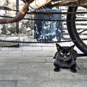 Black cat under wheels