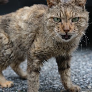 Feral cat