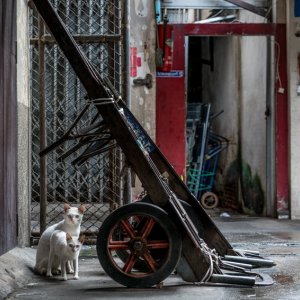 猫の親子