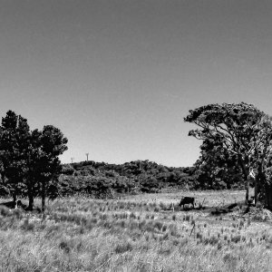 Livestock in grazing ground