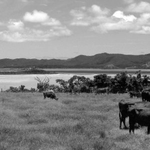 Beef cattle on grass on isle of Kohama