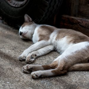 Cat entering a deep sleep by wayside