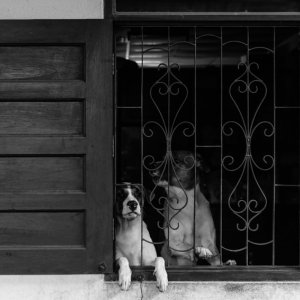 Dogs on the other side of lattice window
