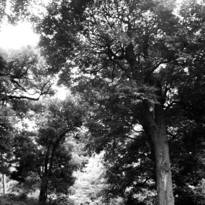 六義園の大木とベンチ