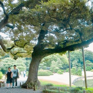 Couple walking between trees in Rikugien garden