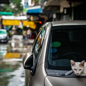 Cat relaxing on hood of car