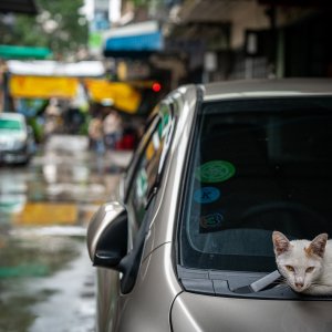 車のボンネットの上の猫