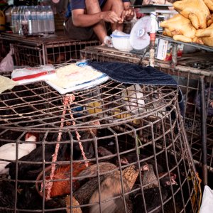 クロントゥーイ市場にあった生きた鶏と鶏の丸焼き