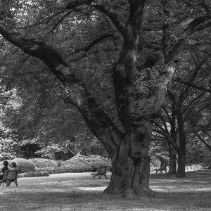 Benches near thick trees