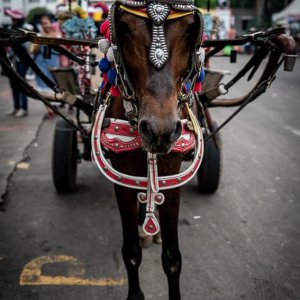 ジャカルタのファタヒラ広場近くでおとなしく客待ちしていた馬