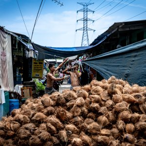 Many coconuts piled up in the middle of the lane