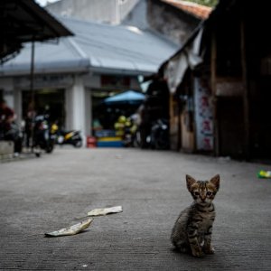 Kitten playing in the lane in Glodok district in Jakarta