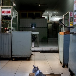 Cats hanging out in the deserted eating place