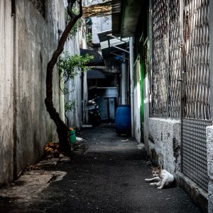 Cats relaxing in the deserted lane in Glodok district