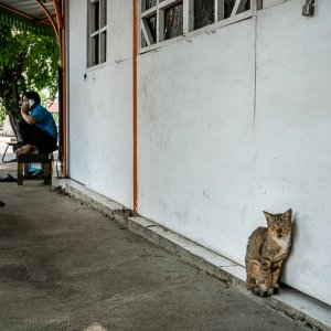 Two cats on the sidewalk of Sawah Besar district in Jakarta