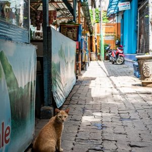 Cat looking back in front of an eating place