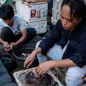 Man selling frogs in the market
