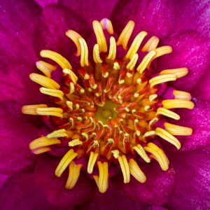 purple flower of lotus