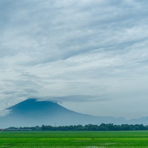 Rice paddies in Java