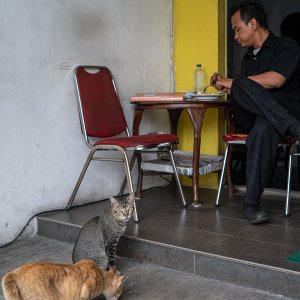 Man eating with two cats
