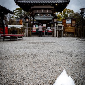 Duck in Shinsen-en