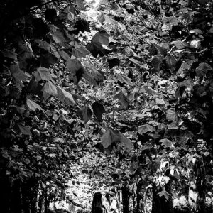 プラタナス並木で写真撮影する人