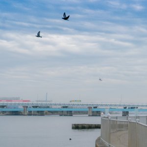 Seagulls in Tsurumi River Estuary Tidal Flat