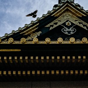 上野東照宮の鳩