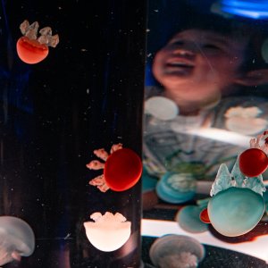 Happy boy and jellyfishes