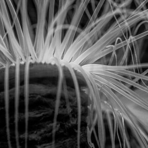 Wobbly sea anemone