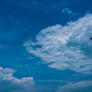 Flying black kite in the blue sky