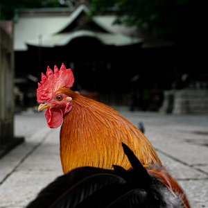 Divine Chicken of Yabo Tenmangu Shrine