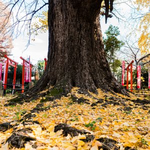 Large Ginkgo tree of Zoshigaya Kishimojin