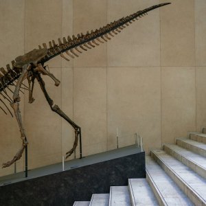 ティラノザウルスの骨格模型