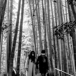 Bamboo grove at Hokoku-ji Temple