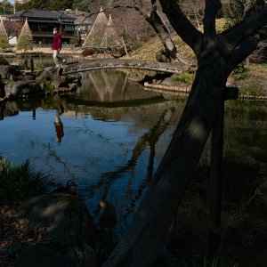 Pond at Higo Hosokawa Garden