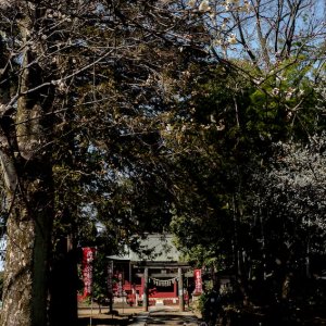 三芳野神社の参道を走る子ども